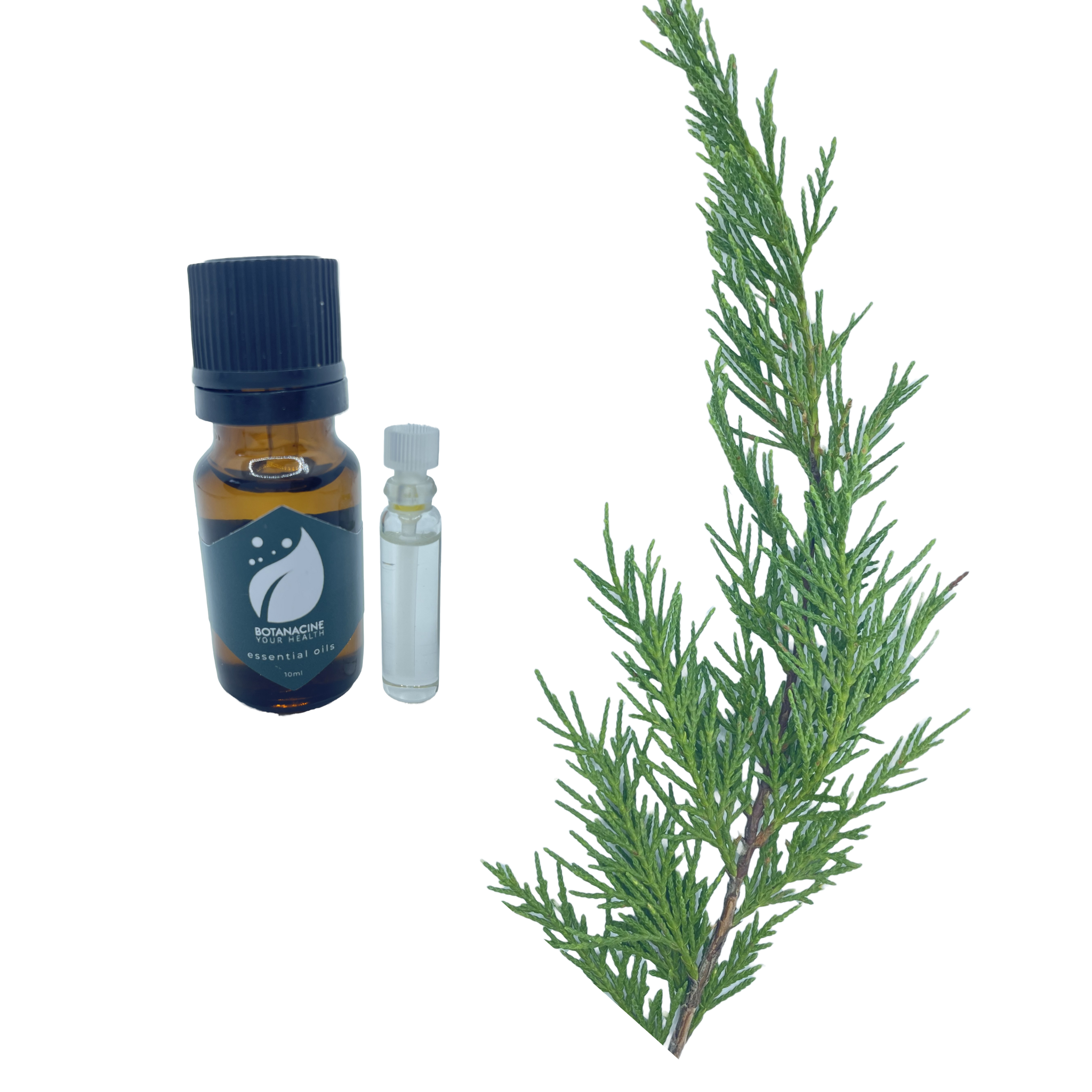 California Cypress & Citrus Perfume Oil / 10ml